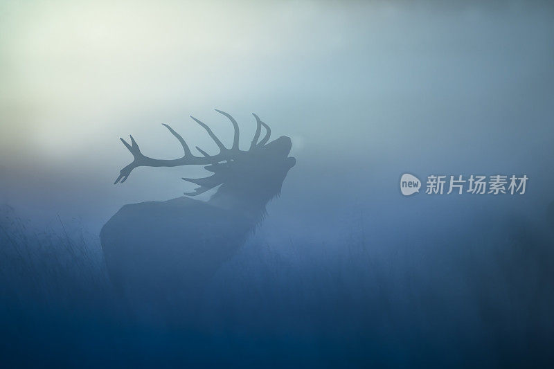 红鹿(Cervus elaphus)